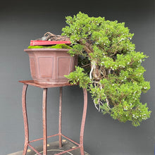 Lade das Bild in den Galerie-Viewer, Wacholder sabina / Juniperus sabina
