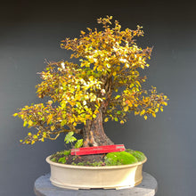 Lade das Bild in den Galerie-Viewer, Weissdorn / Crataegus
