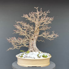 Lade das Bild in den Galerie-Viewer, Weissdorn / Crataegus

