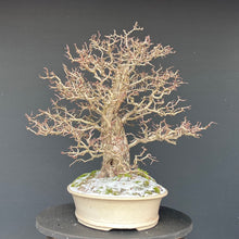 Lade das Bild in den Galerie-Viewer, Weissdorn / Crataegus
