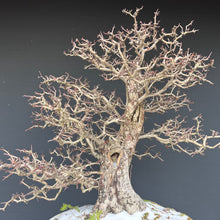 Lade das Bild in den Galerie-Viewer, Weissdorn / Crataegus
