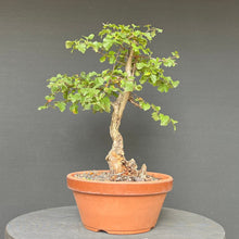 Lade das Bild in den Galerie-Viewer, Weissdorn / Crataegus
