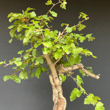 Lade das Bild in den Galerie-Viewer, Weissdorn / Crataegus
