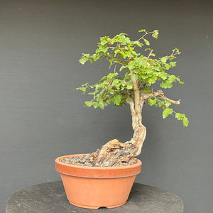 Bonsai Weissdorn / Crataegus