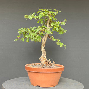 Bonsai Weissdorn / Crataegus