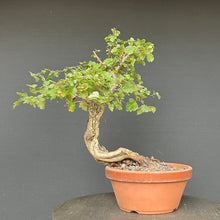 Lade das Bild in den Galerie-Viewer, Bonsai Weissdorn / Crataegus
