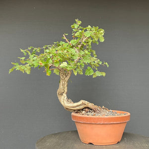 Bonsai Weissdorn / Crataegus