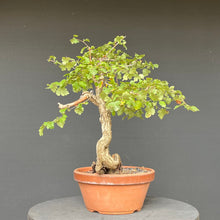 Lade das Bild in den Galerie-Viewer, Bonsai Weissdorn / Crataegus
