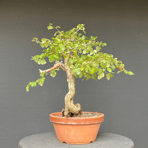 Bonsai Weissdorn / Crataegus