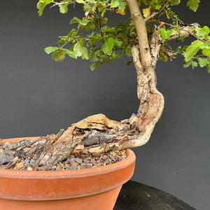 Bonsai Weissdorn / Crataegus