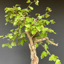 Lade das Bild in den Galerie-Viewer, Bonsai Weissdorn / Crataegus
