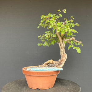 Bonsai Weissdorn / Crataegus