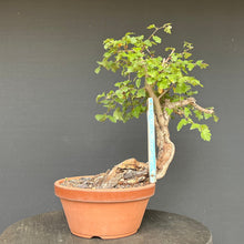 Lade das Bild in den Galerie-Viewer, Bonsai Weissdorn / Crataegus
