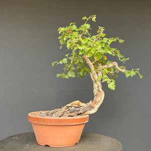 Bonsai Weissdorn / Crataegus