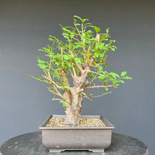 Lade das Bild in den Galerie-Viewer, Bonsai Wilde Mirabelle / Prunus cerasifera
