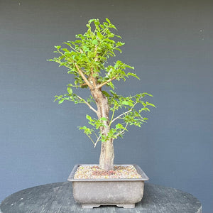 Bonsai Wilde Mirabelle / Prunus cerasifera