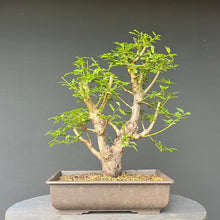 Lade das Bild in den Galerie-Viewer, Bonsai Wilde Mirabelle / Prunus cerasifera
