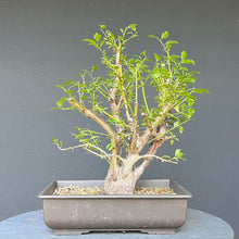 Lade das Bild in den Galerie-Viewer, Bonsai Wilde Mirabelle / Prunus cerasifera
