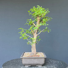 Lade das Bild in den Galerie-Viewer, Bonsai Wilde Mirabelle / Prunus cerasifera
