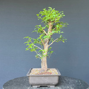 Bonsai Wilde Mirabelle / Prunus cerasifera