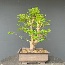 Lade das Bild in den Galerie-Viewer, Bonsai Wilde Mirabelle / Prunus cerasifera
