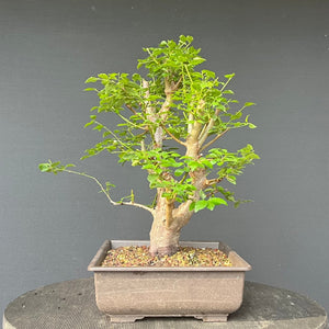 Bonsai Wilde Mirabelle / Prunus cerasifera