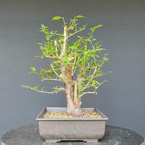 Bonsai Wilde Mirabelle / Prunus cerasifera