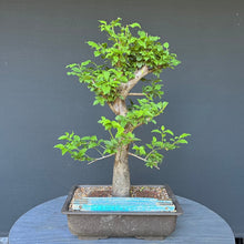 Lade das Bild in den Galerie-Viewer, Bonsai Wilde Mirabelle / Prunus cerasifera
