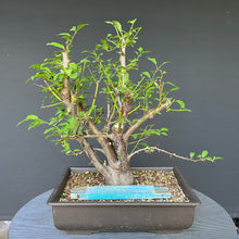 Lade das Bild in den Galerie-Viewer, Bonsai Wilde Mirabelle / Prunus cerasifera
