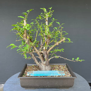 Bonsai Wilde Mirabelle / Prunus cerasifera