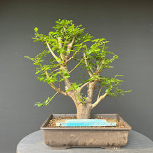 Lade das Bild in den Galerie-Viewer, Bonsai Wilde Mirabelle / Prunus cerasifera
