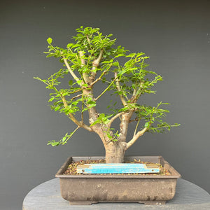 Bonsai Wilde Mirabelle / Prunus cerasifera