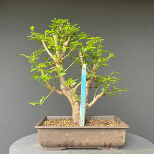 Bonsai Wilde Mirabelle / Prunus cerasifera