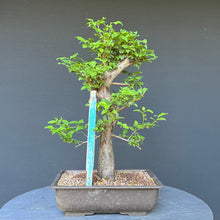 Lade das Bild in den Galerie-Viewer, Bonsai Wilde Mirabelle / Prunus cerasifera
