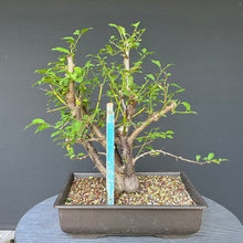 Lade das Bild in den Galerie-Viewer, Bonsai Wilde Mirabelle / Prunus cerasifera
