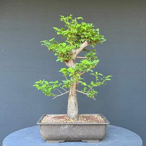 Bonsai Wilde Mirabelle / Prunus cerasifera