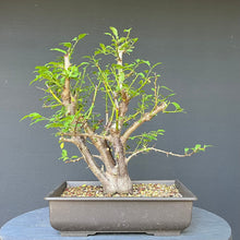 Lade das Bild in den Galerie-Viewer, Bonsai Wilde Mirabelle / Prunus cerasifera
