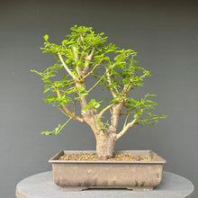 Lade das Bild in den Galerie-Viewer, Bonsai Wilde Mirabelle / Prunus cerasifera
