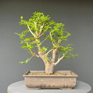 Bonsai Wilde Mirabelle / Prunus cerasifera