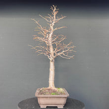 Lade das Bild in den Galerie-Viewer, Winterlinde / Tilia cordata
