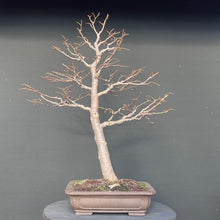 Lade das Bild in den Galerie-Viewer, Winterlinde / Tilia cordata
