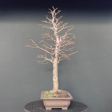 Lade das Bild in den Galerie-Viewer, Winterlinde / Tilia cordata
