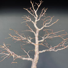 Lade das Bild in den Galerie-Viewer, Winterlinde / Tilia cordata
