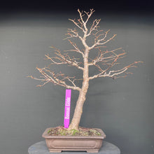 Lade das Bild in den Galerie-Viewer, Winterlinde / Tilia cordata
