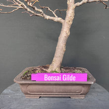 Lade das Bild in den Galerie-Viewer, Winterlinde / Tilia cordata
