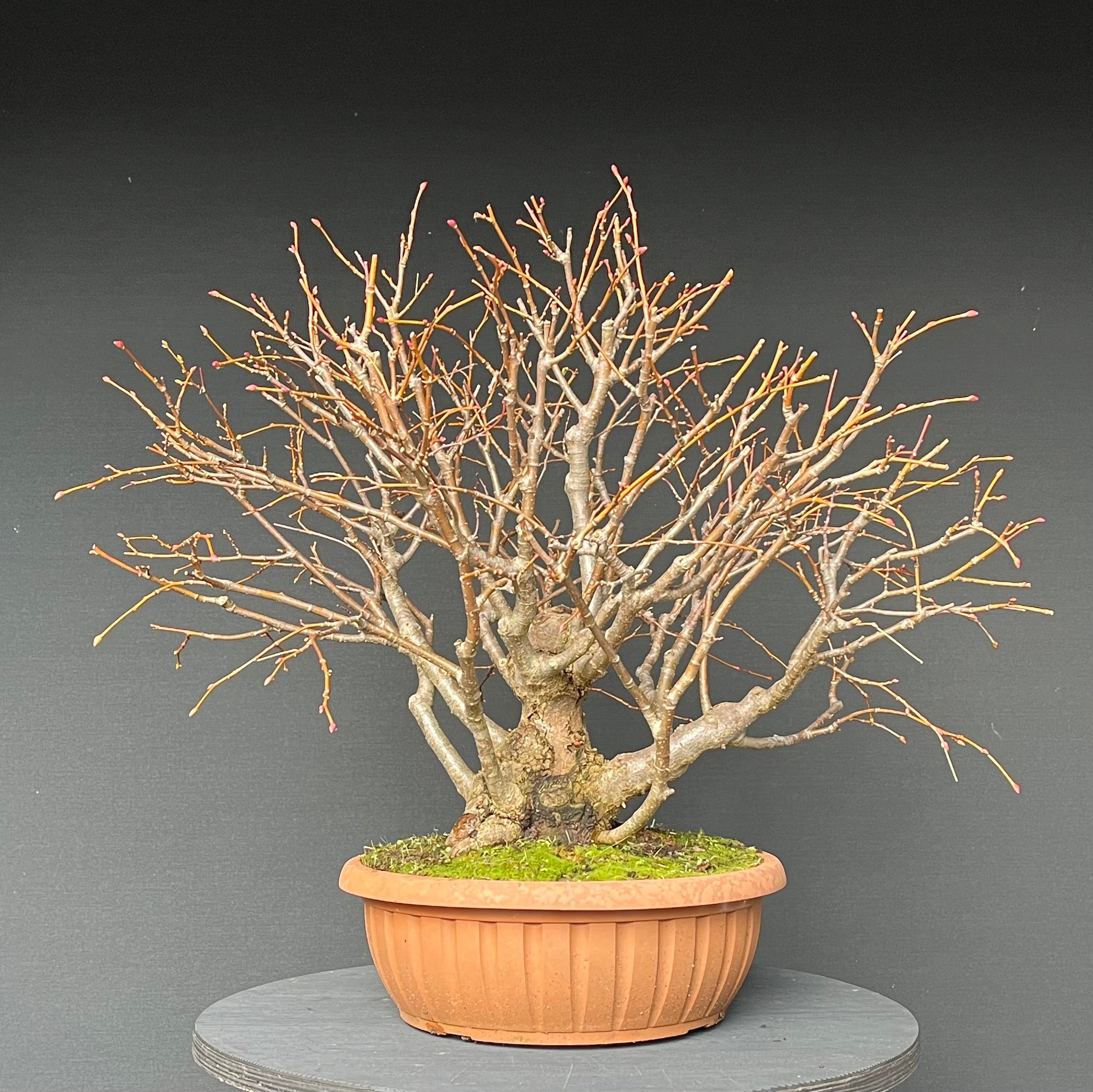 bonsai tree online Buy Bonsai Tree Online | Bagwani Nursery | Bonsai 30