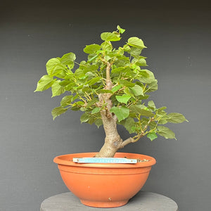 Bonsai Winterlinde / Tilia cordata