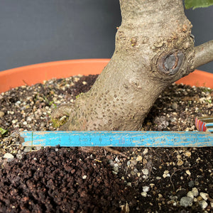 Bonsai Winterlinde / Tilia cordata