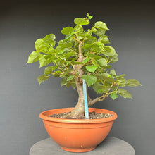 Lade das Bild in den Galerie-Viewer, Winterlinde / Tilia cordata
