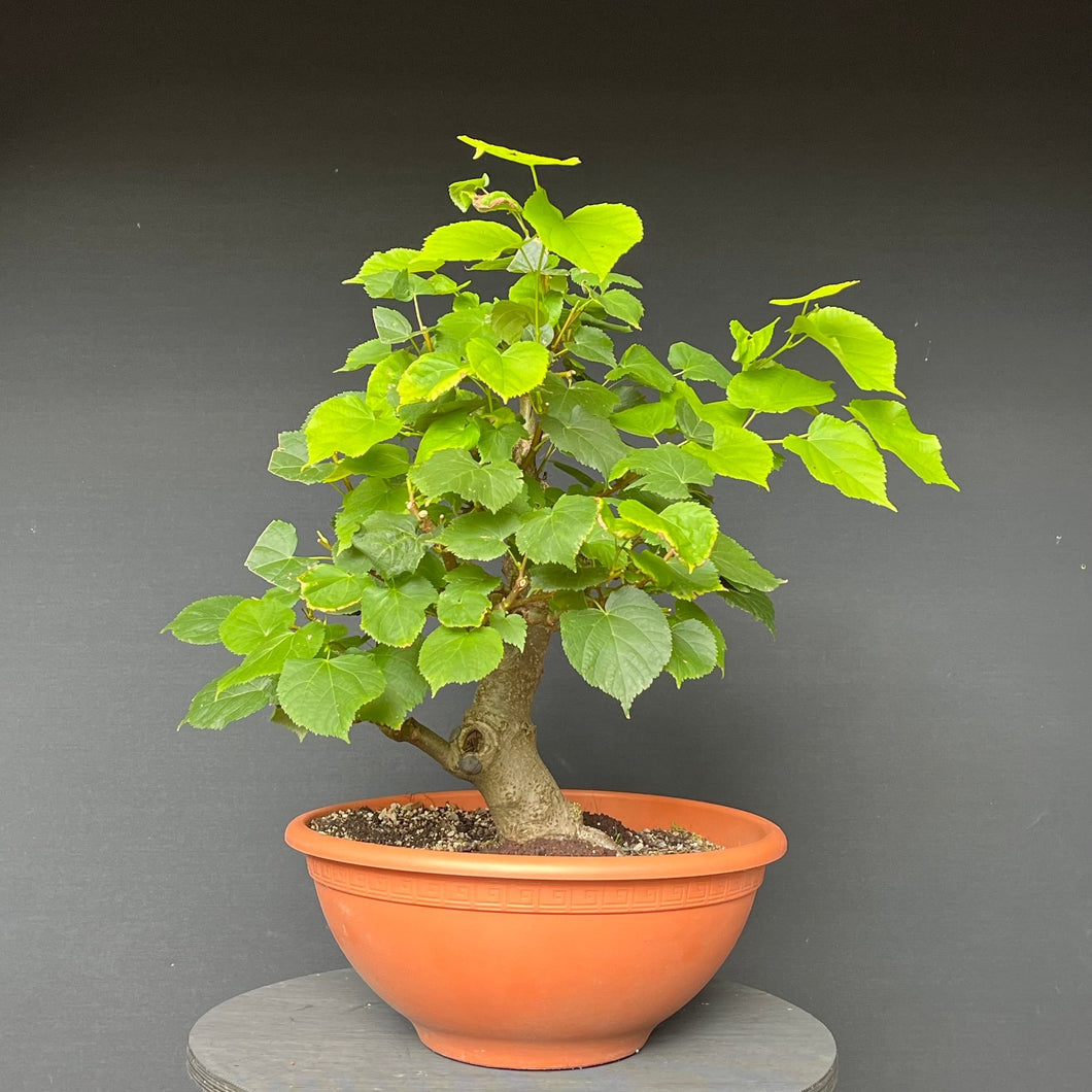 Bonsai Winterlinde / Tilia cordata